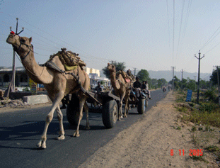 Camel train in Pashkar, India